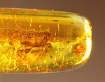 羽虫を内包したバルト海産の琥珀(Amber)