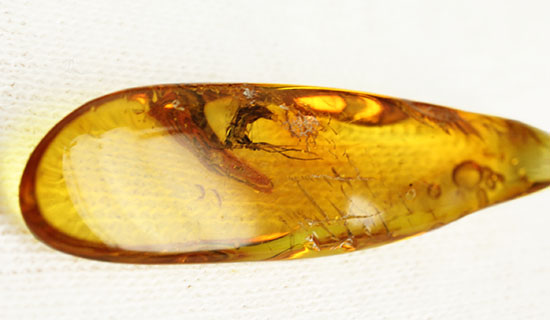 羽虫を内包した、透き通るような黄色をしたバルト海産の琥珀(Amber)（その3）