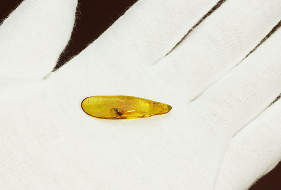 羽虫を内包した、透き通るような黄色をしたバルト海産の琥珀(Amber)（その5）