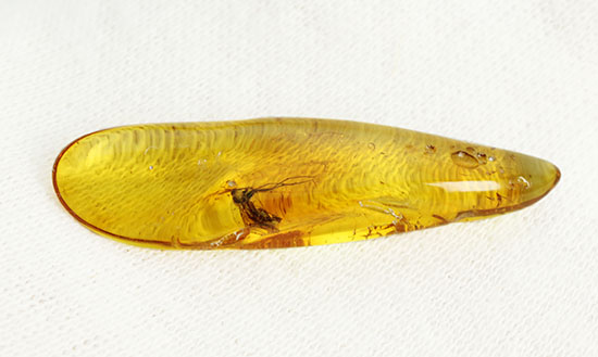 羽虫を内包した、透き通るような黄色をしたバルト海産の琥珀(Amber)（その6）