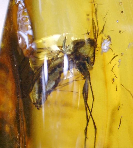 羽虫を内包した、透き通るような黄色をしたバルト海産の琥珀(Amber)（その7）