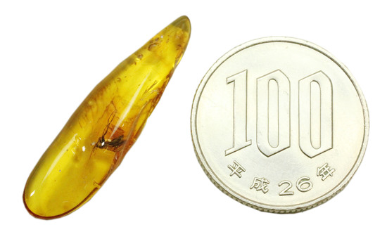 羽虫を内包した、透き通るような黄色をしたバルト海産の琥珀(Amber)（その9）