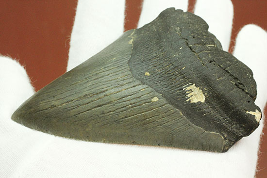 史上最大の古代ザメ、メガロドン歯化石（その1）