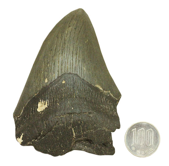 史上最大の古代ザメ、メガロドン歯化石（その10）