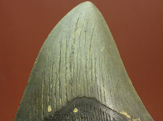 史上最大の古代ザメ、メガロドン歯化石（その2）