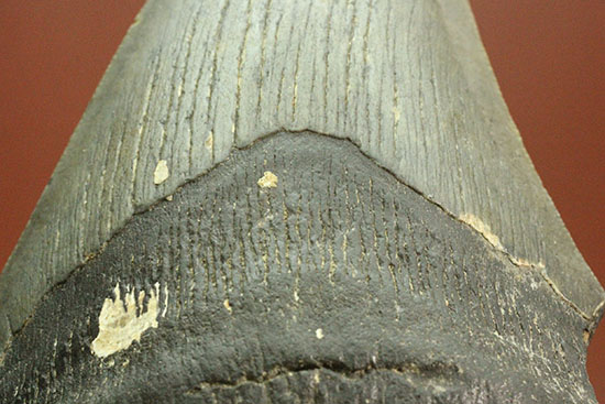 史上最大の古代ザメ、メガロドン歯化石（その3）