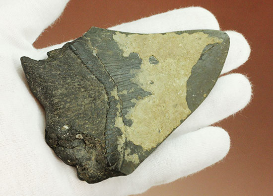史上最大の古代ザメ、メガロドン歯化石（その5）
