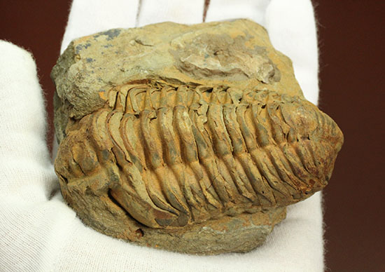 保存状態、サイズ良し!三葉虫カリメネ・ウーズレグイ(その7)