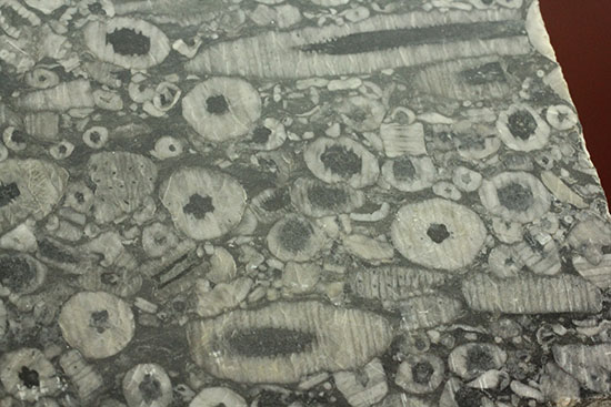 古生代シルル紀のウミユリの茎が織りなす不思議な模様。ウミユリの化石プレート。（その2）