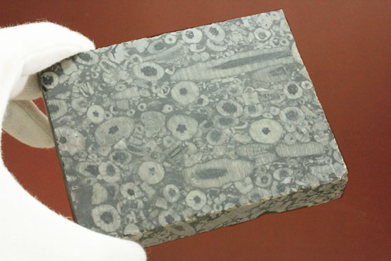 古生代シルル紀のウミユリの茎が織りなす不思議な模様。ウミユリの化石プレート。（その7）