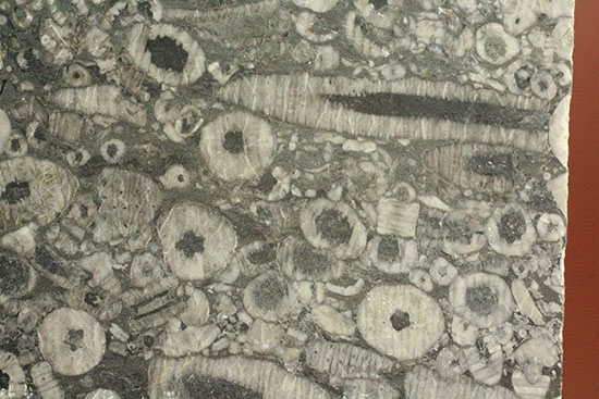 古生代シルル紀のウミユリの茎が織りなす不思議な模様。ウミユリの化石プレート。（その8）