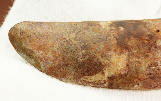 希少！歯根付きのカルカロドントサウルスの歯化石（その9）