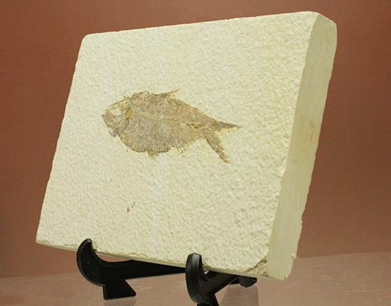 およそ５千万年前の古代魚ナイティアの良質標本。大きな10cm級。（その10）