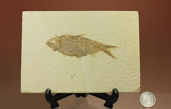 およそ5千万年前の古代魚ナイティアの良質標本。大きな10cm級。 化石 販売