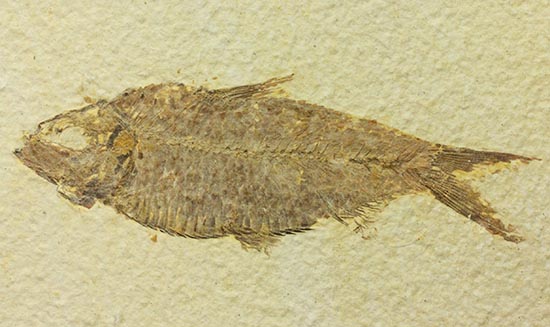 およそ５千万年前の古代魚ナイティアの良質標本。大きな10cm級。（その2）