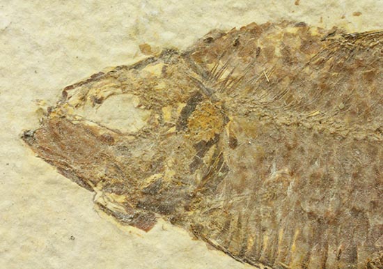およそ５千万年前の古代魚ナイティアの良質標本。大きな10cm級。（その3）