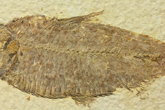 およそ５千万年前の古代魚ナイティアの良質標本。大きな10cm級。（その4）