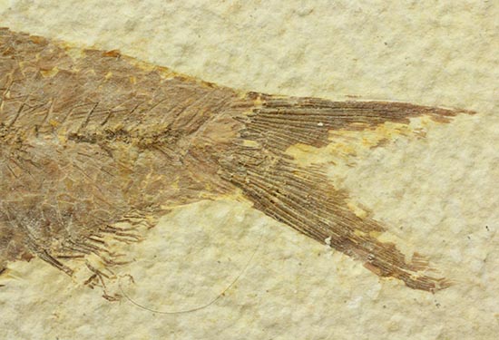 およそ５千万年前の古代魚ナイティアの良質標本。大きな10cm級。（その5）