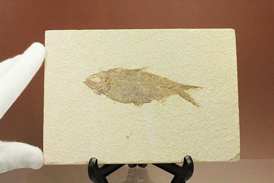 およそ５千万年前の古代魚ナイティアの良質標本。大きな10cm級。（その6）
