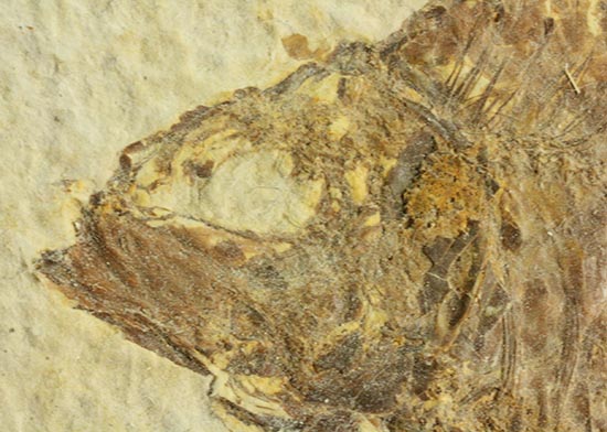 およそ５千万年前の古代魚ナイティアの良質標本。大きな10cm級。（その8）