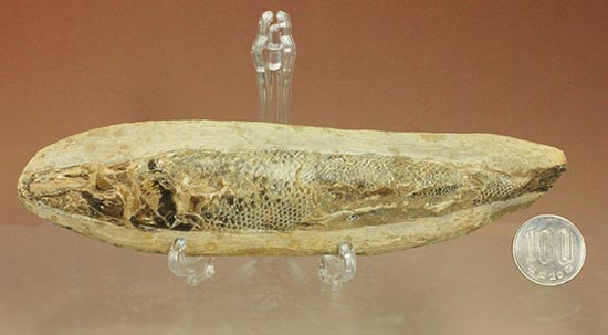 ウロコが見ものです！１６センチの白亜紀ブラジル産魚化石、ラコレピス（その14）