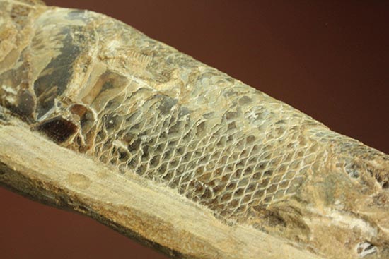 ウロコが見ものです！１６センチの白亜紀ブラジル産魚化石、ラコレピス（その6）