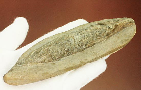 ウロコが見ものです！１６センチの白亜紀ブラジル産魚化石、ラコレピス（その8）