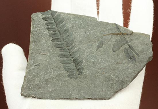 保存状態抜群！形がクッキリと残ったシダ植物の葉の化石。（その3）