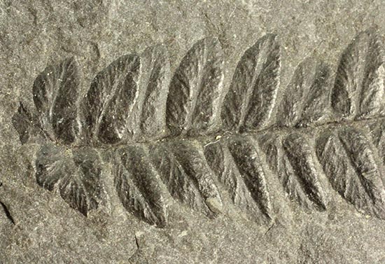 保存状態抜群！形がクッキリと残ったシダ植物の葉の化石。（その5）