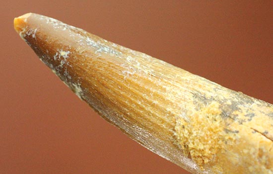 溝模様が保存された、肉食恐竜スピノサウルスの歯化石(その1)