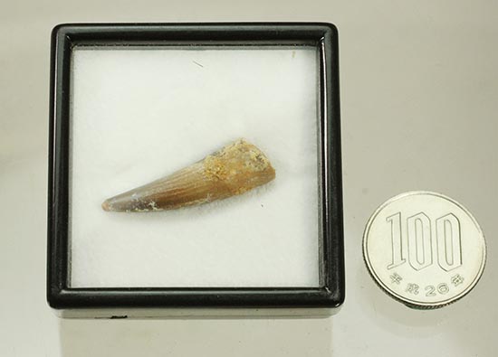 溝模様が保存された、肉食恐竜スピノサウルスの歯化石(その10)