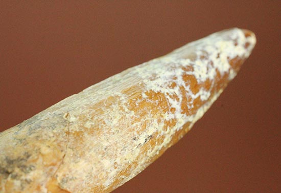 溝模様が保存された、肉食恐竜スピノサウルスの歯化石(その3)