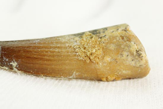 溝模様が保存された、肉食恐竜スピノサウルスの歯化石(その6)
