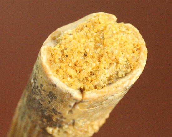 溝模様が保存された、肉食恐竜スピノサウルスの歯化石(その7)
