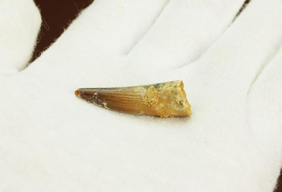 溝模様が保存された、肉食恐竜スピノサウルスの歯化石(その8)
