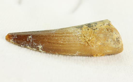 溝模様が保存された、肉食恐竜スピノサウルスの歯化石(その9)