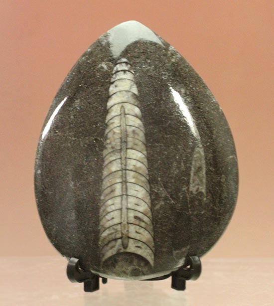 雫型フォルムの母岩が柔らかな印象のオルソセラス化石(その1)