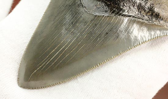 驚きのクオリティ！これぞコレクターズアイテム、メガロドンの極上歯化石（その3）