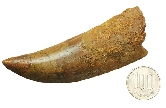 巨大歯であり、極太歯でもある、常識を覆す、極太のカルカロドントサウルスの巨大歯（その19）