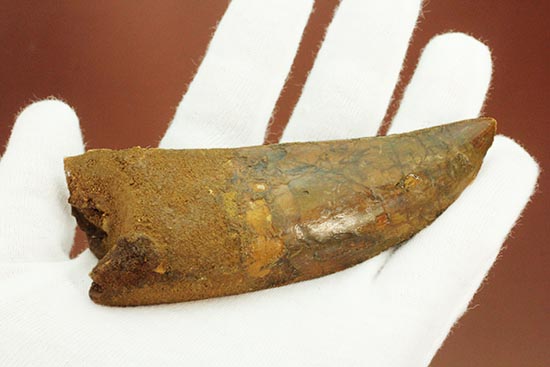 巨大歯であり、極太歯でもある、常識を覆す、極太のカルカロドント