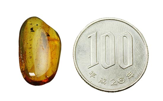 数え切れないほどのコバエを内包したバルト海産の虫入り琥珀(Amber)（その10）