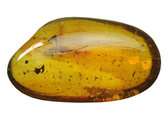 数え切れないほどのコバエを内包したバルト海産の虫入り琥珀(Amber