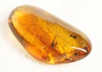 数え切れないほどのコバエを内包したバルト海産の虫入り琥珀(Amber)