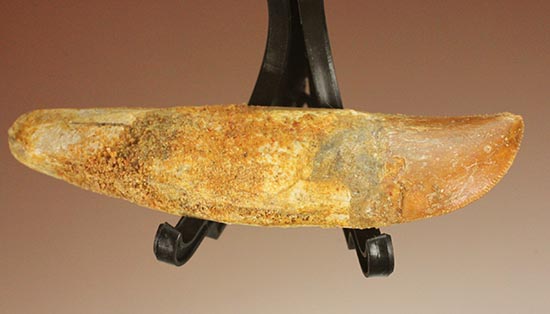 希少な歯根付き!カルカロドントサウルスの幼体の歯化石(その2)