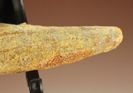 希少な歯根付き!カルカロドントサウルスの幼体の歯化石(その5)