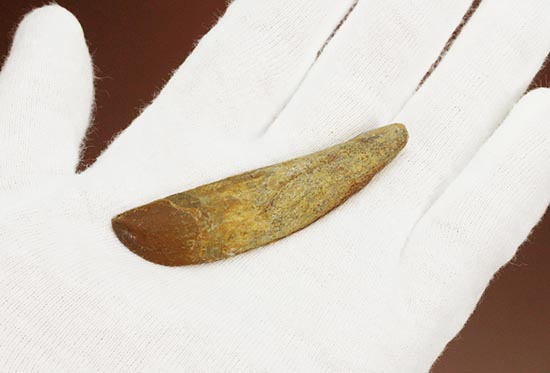 希少な歯根付き!カルカロドントサウルスの幼体の歯化石(その6)