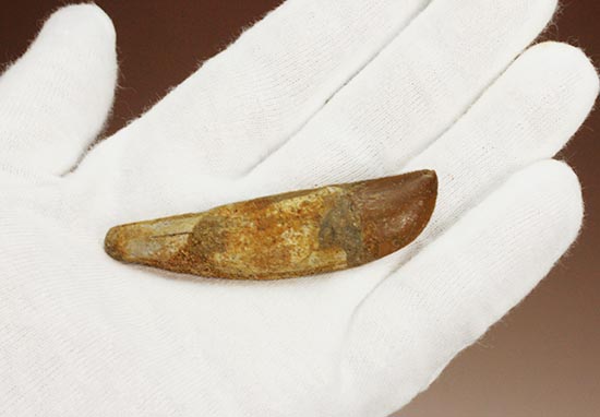 希少な歯根付き!カルカロドントサウルスの幼体の歯化石(その8)