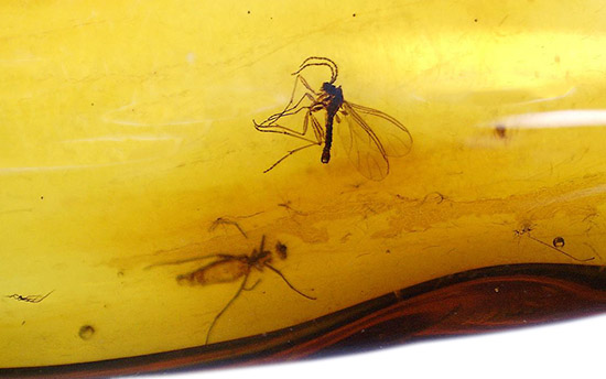 素晴らしい透明度。4匹の虫が肉眼ではっきりと見える！バルト海産の虫