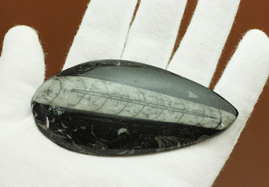 ファーストコレクションとしてもお勧めのオルソセラス化石(Orthoceras)(その2)