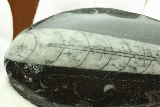 ファーストコレクションとしてもお勧めのオルソセラス化石(Orthoceras)(その3)
